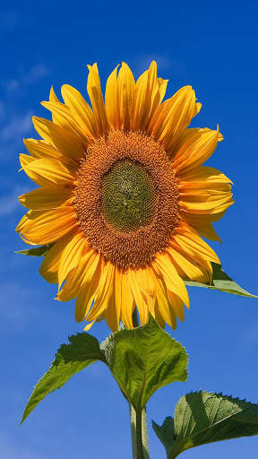 Sunflower Wallpaper HD screenshot 3