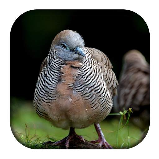 Zebra Dove Sounds 1.4