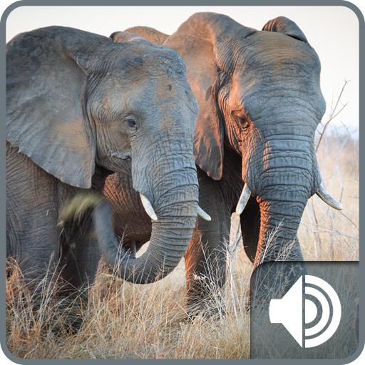 Elephant Sounds icon