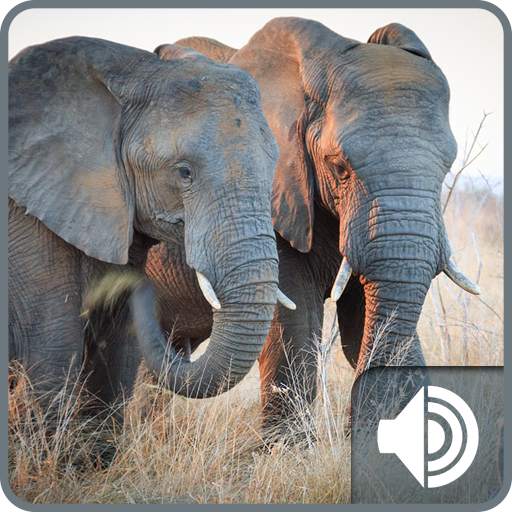 Elephant Sounds 1.0