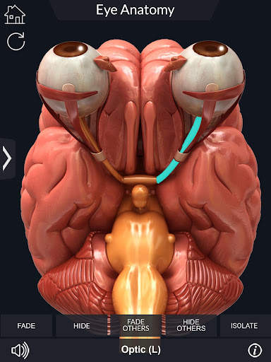 My Eye Anatomy screenshot 7