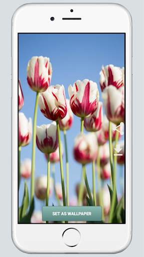 HD Wallpapers screenshot 6