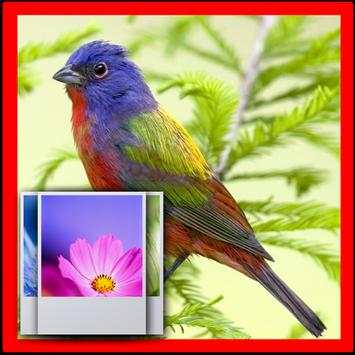Birds Wallpapers HD स्क्रीनशॉट 1
