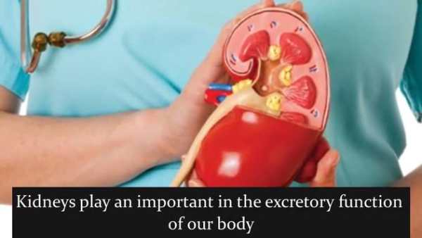 Clean your Kidneys screenshot 1