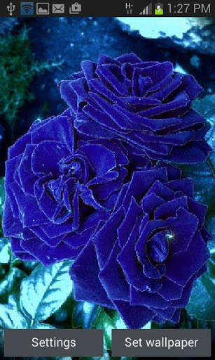 Blue Roses Live Wallpaper screenshot 1