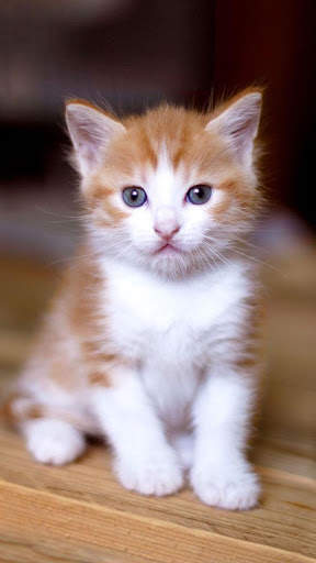 Cat Wallpapers 6 تصوير الشاشة