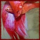 Fighting Fish wallpapers 1.0