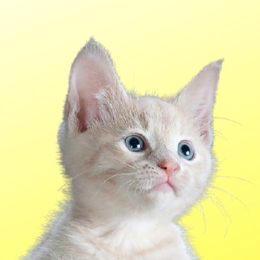 Cat Care Guide icon