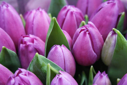 Tulips Wallpapers HD & 4k Backgrounds screenshot 16