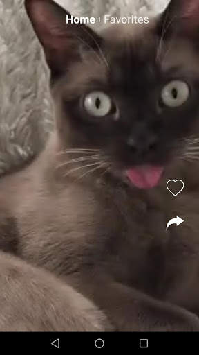 Kit Kot : Funny Cat Videos screenshot 6