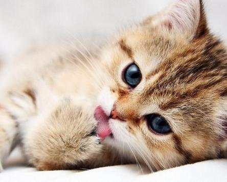 Cats Free Games Jigsaw Puzzles screenshot 4