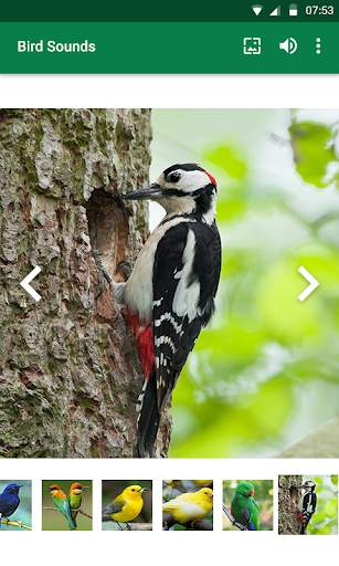 Bird Sounds screenshot 7