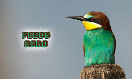 Feeds Bird screenshot 3