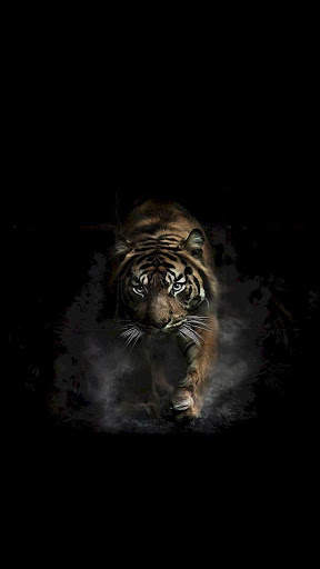 Tiger Wallpapers 4K screenshot 12