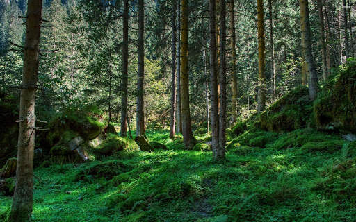 Woodland Wallpaper screenshot 2