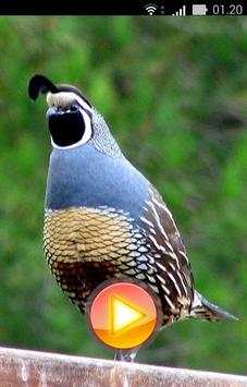 Quail Bird Sounds   Ringtones screenshot 2