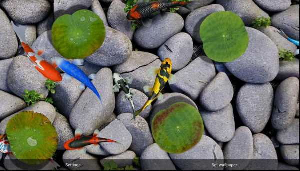 Koi Special Free Live Wallpaper screenshot 10