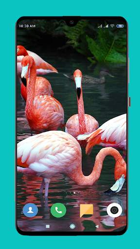 Flamingo wallpaper 4K screenshot 5
