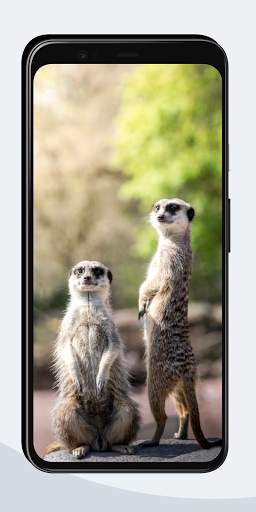 Funny Wallpapers screenshot 6