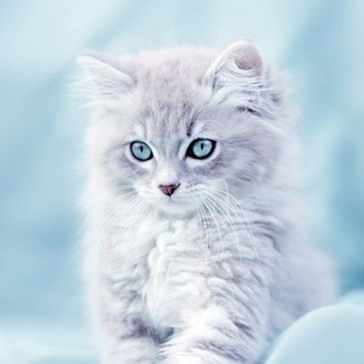 Cute Cats Wallpaper icon