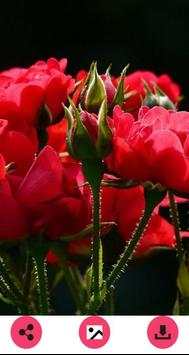 Flower Wallpapers 6 تصوير الشاشة