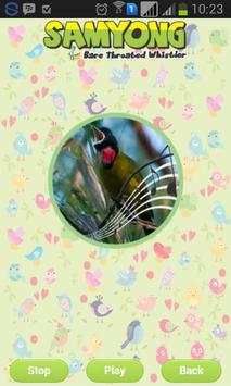 Bare-throated Whistler screenshot 2