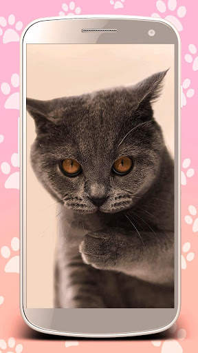 Cute cats live wallpaper. Cute dogs, unicorns screenshot 6