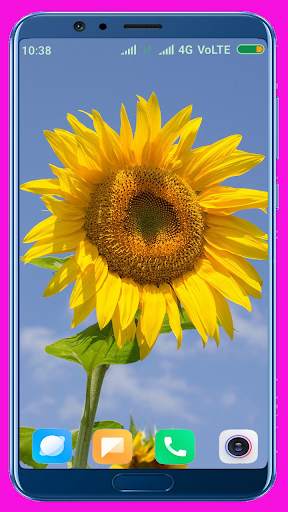Sunflower HD Wallpaper screenshot 3