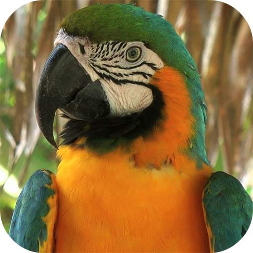 Parrot Live Wallpaper 3.0