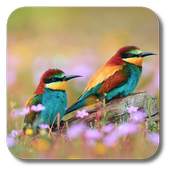 Spring Birds 1.0