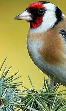 Birds Jigsaw Games Puzzle screenshot 2