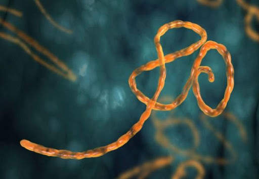 Ebola Virus screenshot 2