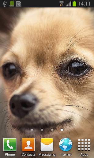 Chihuahua live wallpaper screenshot 1