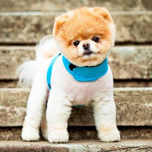 Pomeranian Dog Wallpaper Hd 3.1