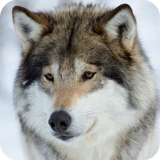 Wolf Wallpaper 1.01