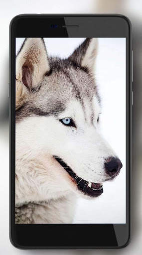 Husky Voice Live Wallpaper screenshot 3