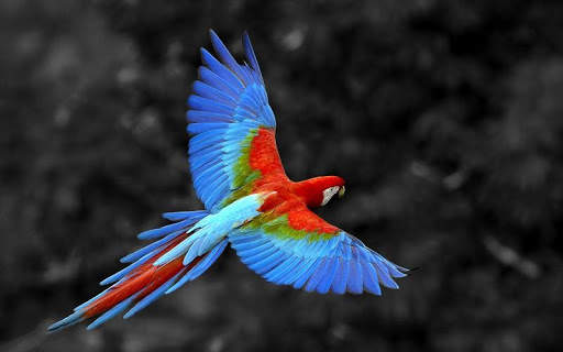 Macaw Bird HD Wallpaper screenshot 6
