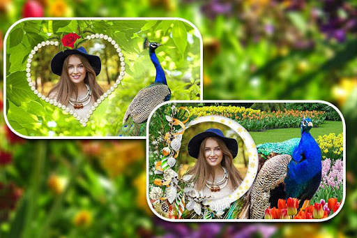 Peacock Photo Frames screenshot 4
