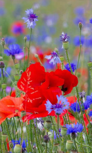 Flowers Live Wallpaper screenshot 6