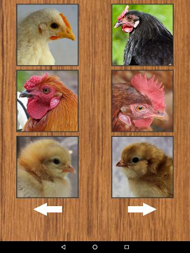 Funny Chicken Rooster Sounds screenshot 8