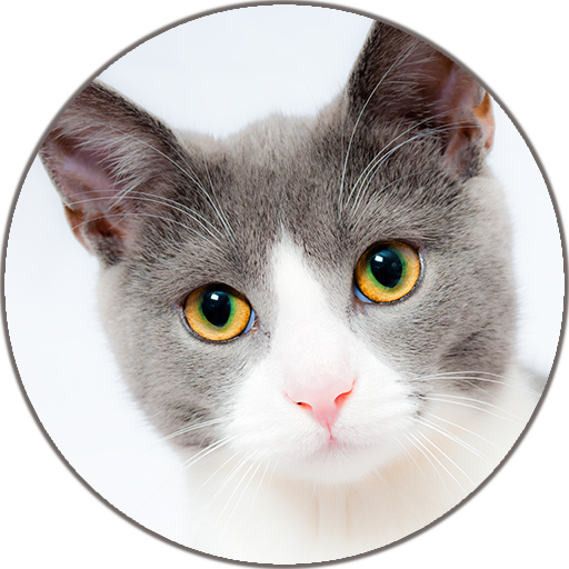 Cat Sounds and Ringtone icon
