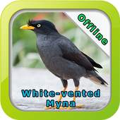 Chirping White-vented Myna 1.0