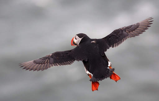 Atlantic Puffin Bird Wallpapers HD screenshot 2