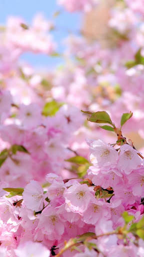 Flower Video Live Wallpaper screenshot 6