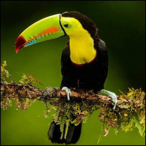 Tukan Bird HD Wallpaper screenshot 2