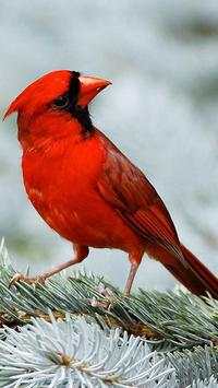 Beautiful Birds Wallpapers HD2 screenshot 3