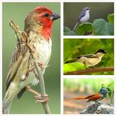 African Birds Call 1.0.0