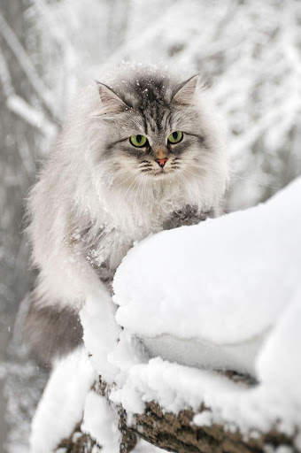 Cat Live Wallpaper screenshot 7