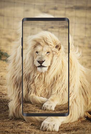 Wallpapers Lions 4K screenshot 5