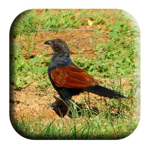 Coucal Sounds 1.4